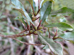 Quintinia