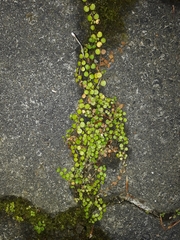 Epilobium nummulariifolium