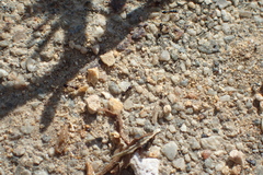 Monomorium ergatogyna