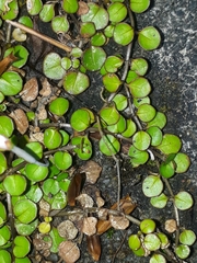 Epilobium nummulariifolium