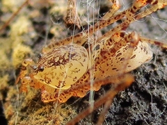 Scytodes atlacoya