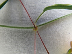 Kickxia heterophylla image