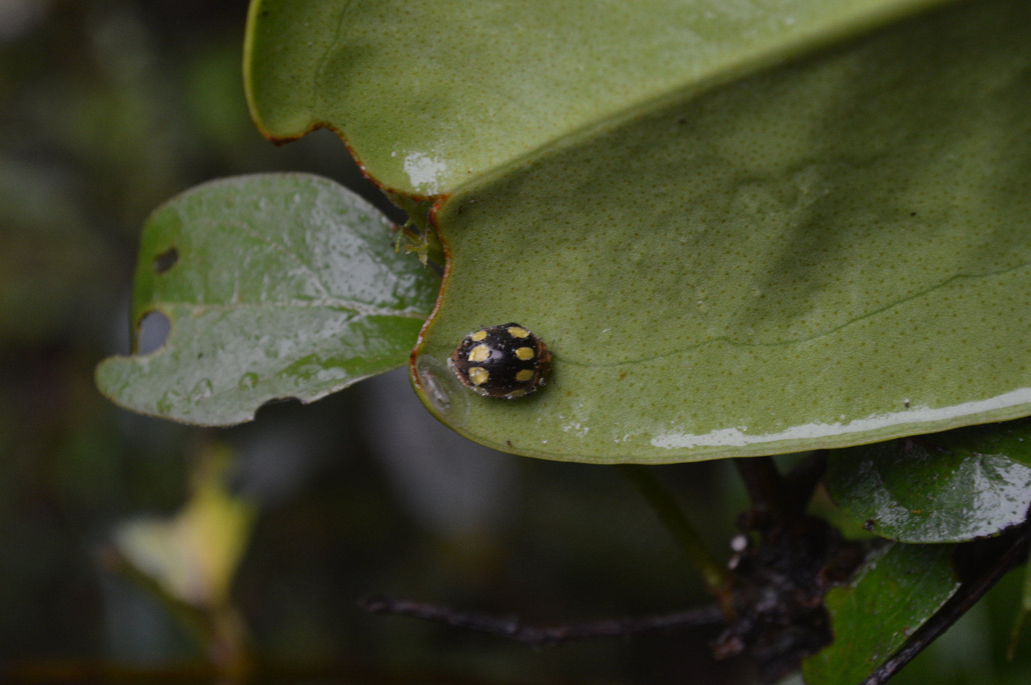 Coccinellidae image