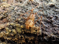 Scytodes atlacoya