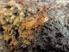 Scytodes atlacoya