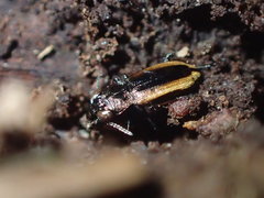 Notiophilus sylvaticus