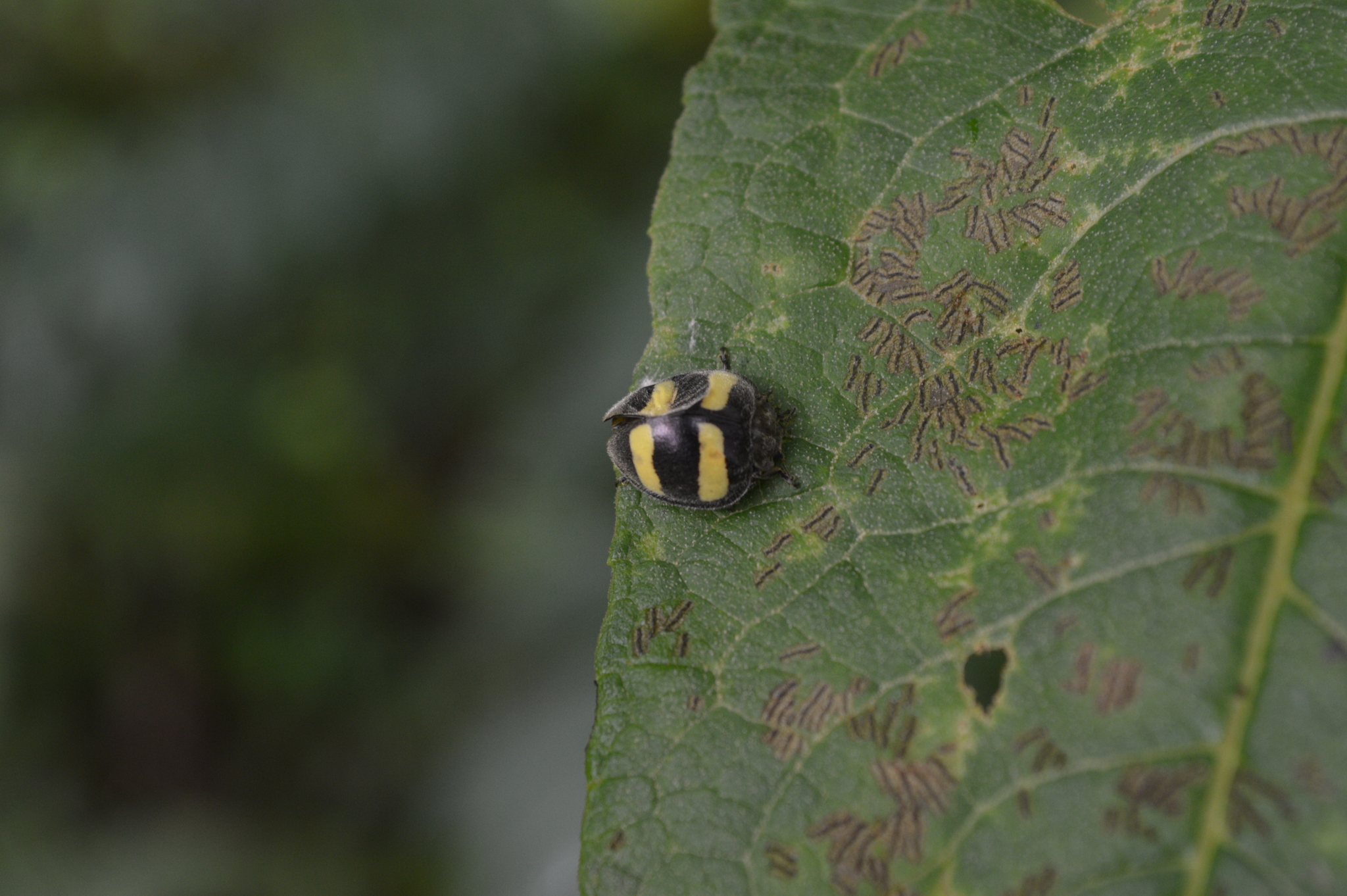 Toxotoma flavofasciata image