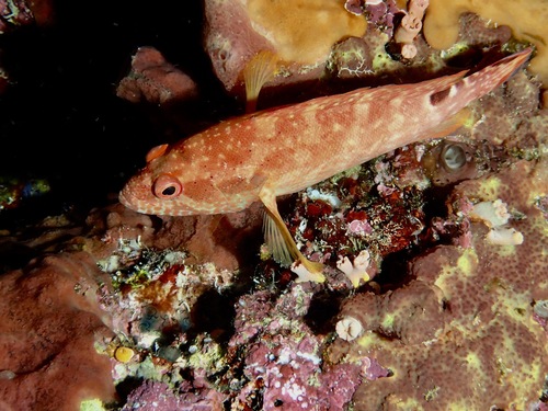 Luipaard-juweelbaars (Cephalopholis leopardus) — Serranidae