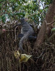 Varanus salvator macromaculatus