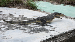 Varanus salvator macromaculatus