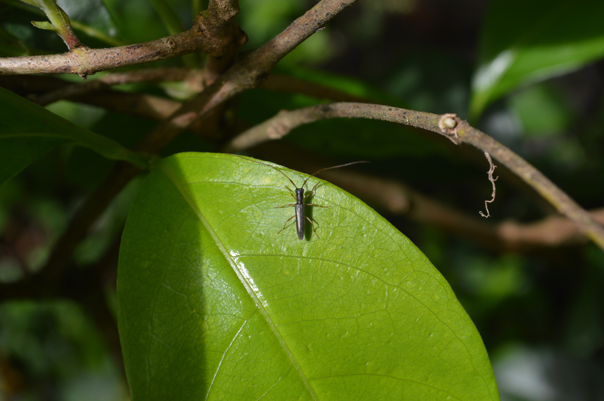 Grammopsoides tenuicornis image