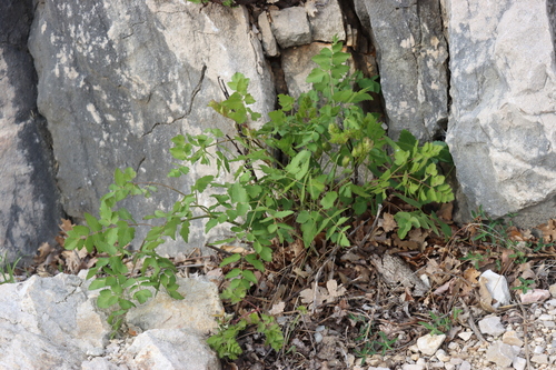 smldník jelení (Peucedanum cervaria)