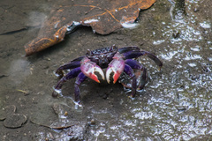 Episesarma palawanense