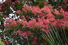 Metrosideros carminea