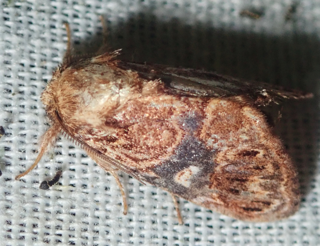 Schausiplusia