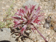Allium parishii