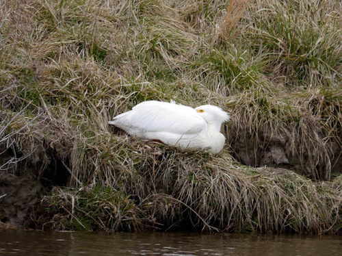 American White Pelican photographed in Maryland