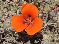 Calochortus kennedyi kennedyi