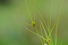 Carex sychnocephala