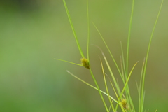 Carex sychnocephala