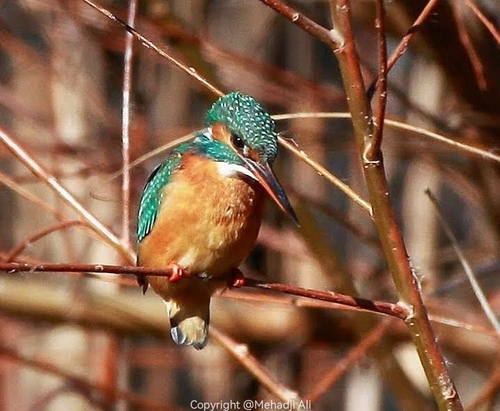 Common Kingfisher