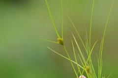 Carex sychnocephala