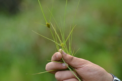 Carex sychnocephala