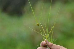 Carex sychnocephala
