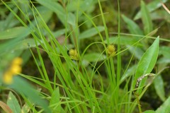 Carex sychnocephala