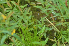 Carex sychnocephala
