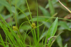 Carex sychnocephala