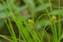 Carex sychnocephala
