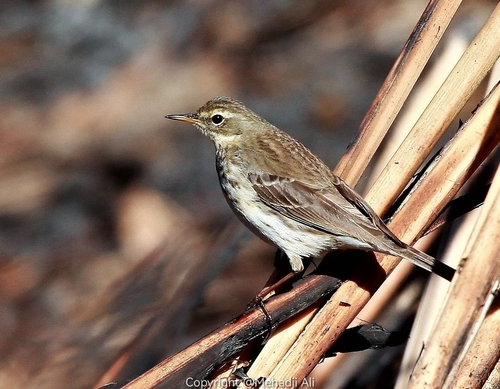 Water Pipit
