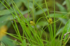 Carex sychnocephala