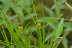 Carex sychnocephala