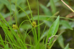 Carex sychnocephala