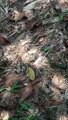 Limenitidinae