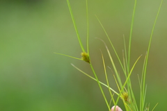 Carex sychnocephala