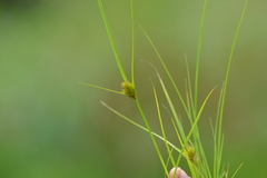 Carex sychnocephala