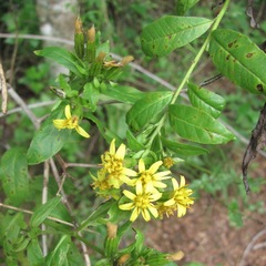 Trixis inula