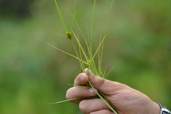 Carex sychnocephala