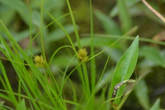 Carex sychnocephala