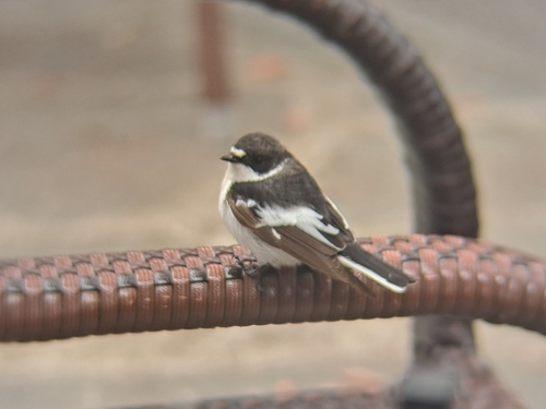 Semicollared Flycatcher, photo 9 of 9