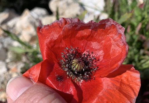 Mak turčinak (Papaver rhoeas)