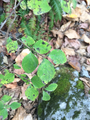 Symphoricarpos albus albus
