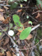 Symphoricarpos albus albus