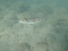 Sphoeroides annulatus