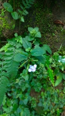 Bonnaya ruelloides