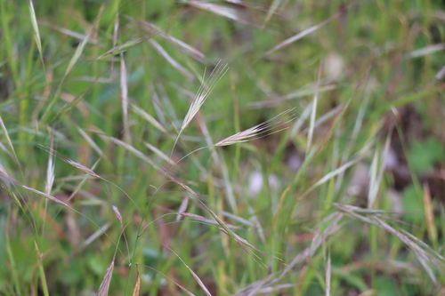stoklas (Bromus)