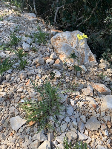 dvojradovka tenkolistá (Diplotaxis tenuifolia)